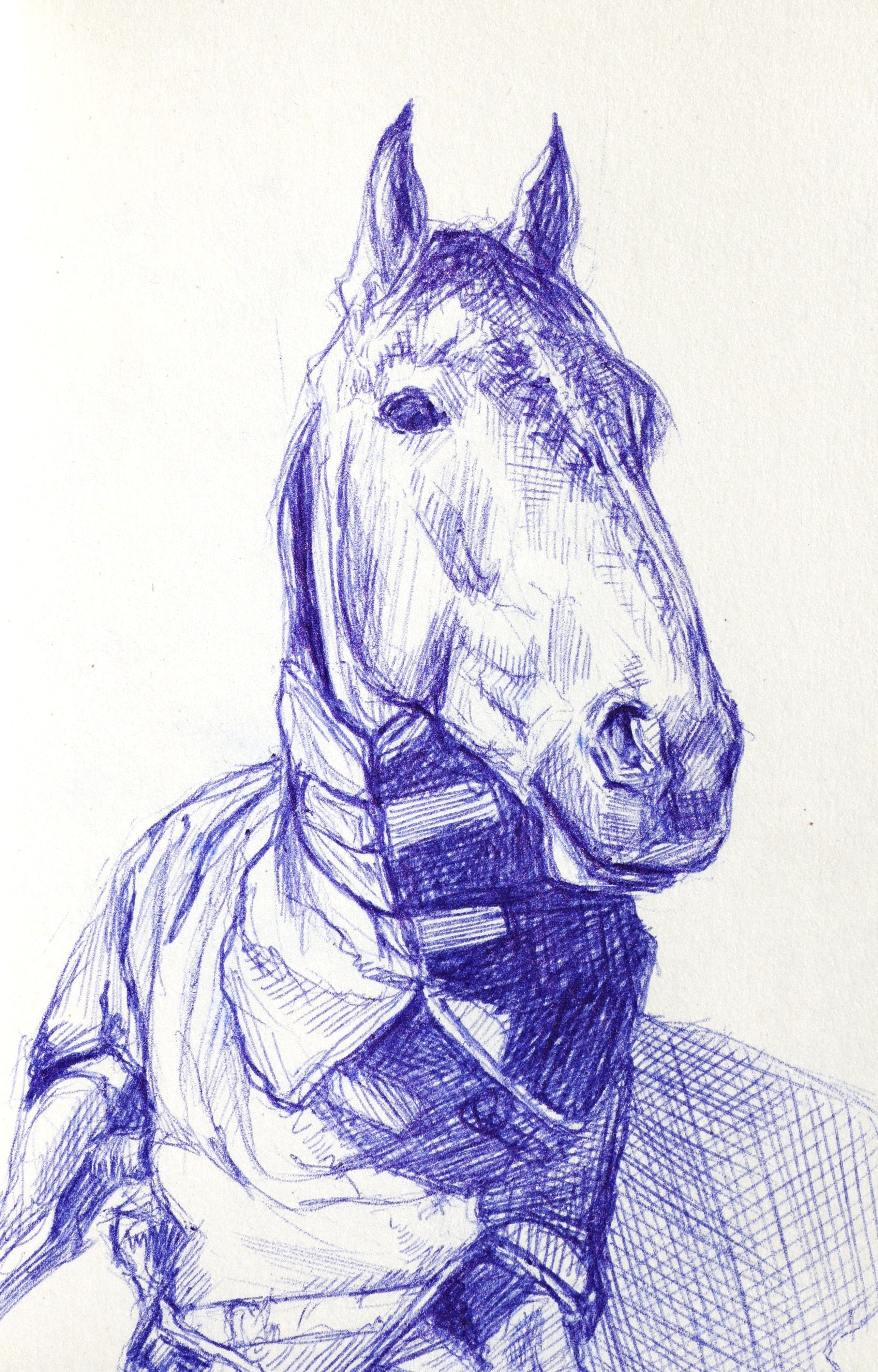 Horse in Blanket