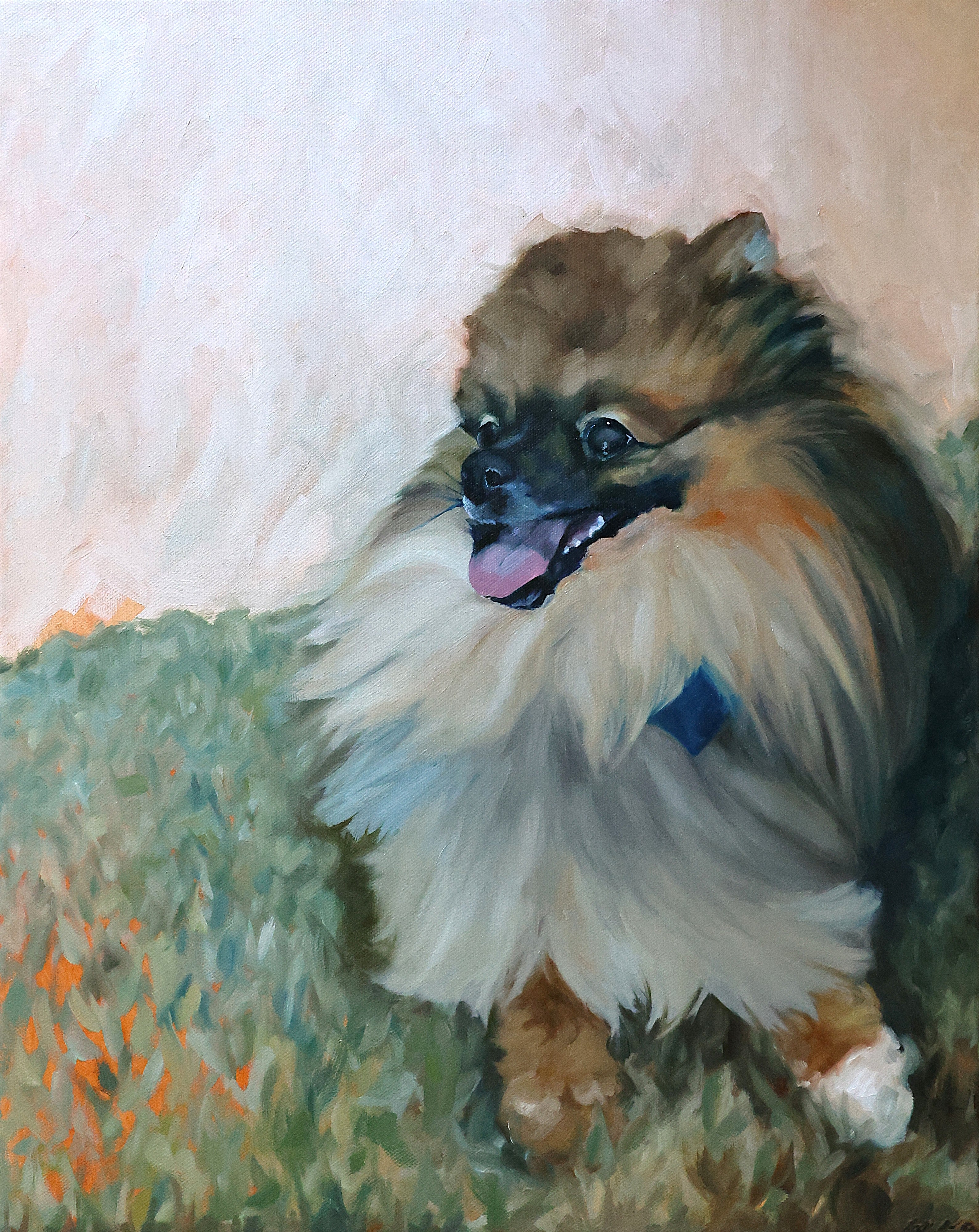 Pomeranian